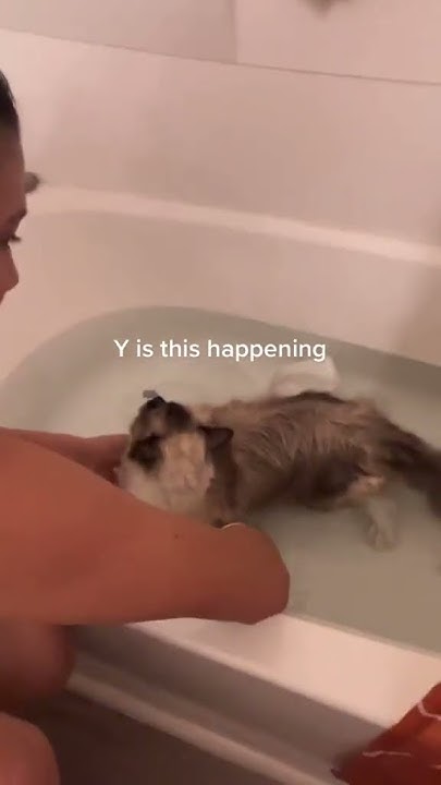 cat-short-he-makes-the-funniest-noise-but-cream-is-all-better-now