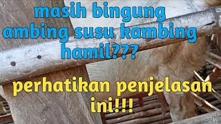 Kambing Hamil Ambing Susunya Kok Tidak Besar, Ikuti Penjelasannya