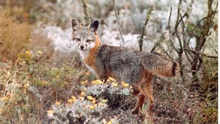 Island Fox Visits Historical Nest 11-10-23 West End Overlook Eagle Cam Catalina Island Explore.org