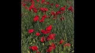 A thousand miles Teaser