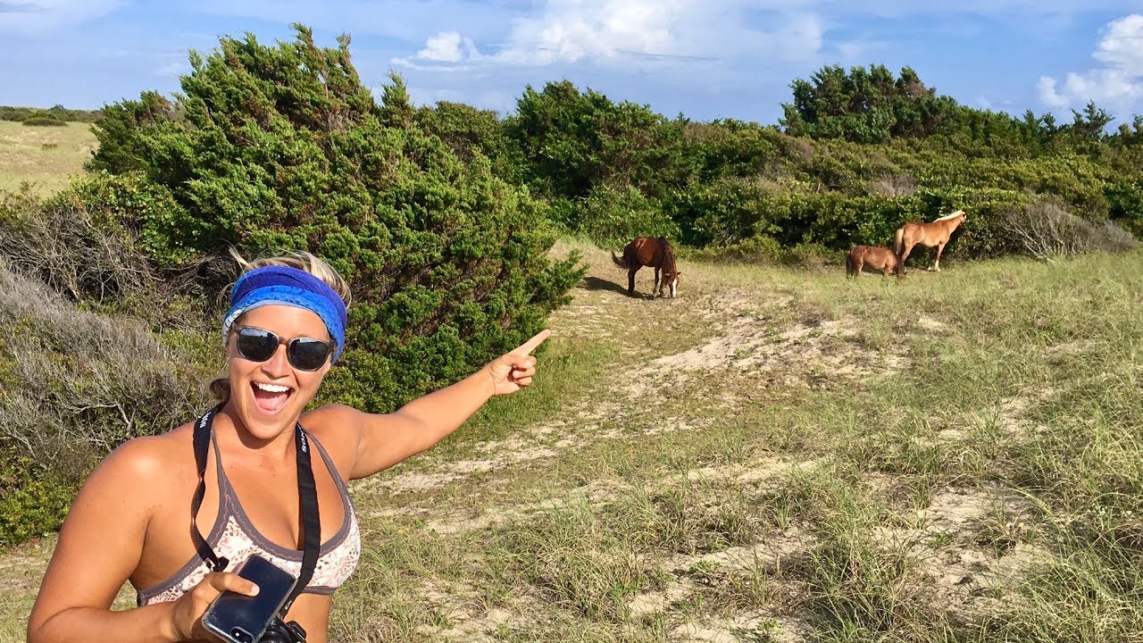 WILD HORSES AT THE BEACH!!!