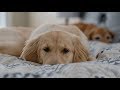 Golden Retriever Puppy Can&#39;t Find Mom Under Blanket 😍
