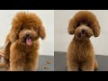 Hướng dẫn Cắt tỉa lông cho poodle cực dễ thương| Dạy nghề cắt tỉa lông chó | poodle grooming so cute