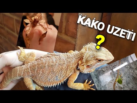 Video: Zašto se moj bradati zmaj nadima?