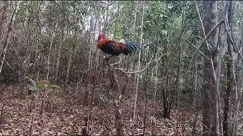 ต่อไก่ป่า Dib qaib qus tuaj zoo heev 9 / 3 / 2024