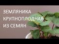 Земляника крупноплодная из семян: Елизавета, Тристар, Гигантелла