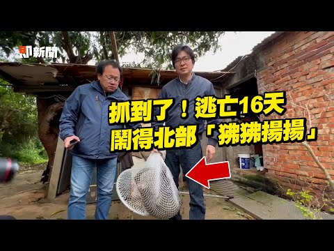 東非狒狒抓到了！農業局發射麻醉槍順利逮捕｜野生動物｜狒狒大逃亡