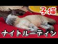 保護猫ジルのほのぼのナイトルーティーンが可愛いです♪