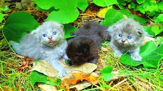 Baby Kittens Found Under The Trees Waiting For Someone To Save them