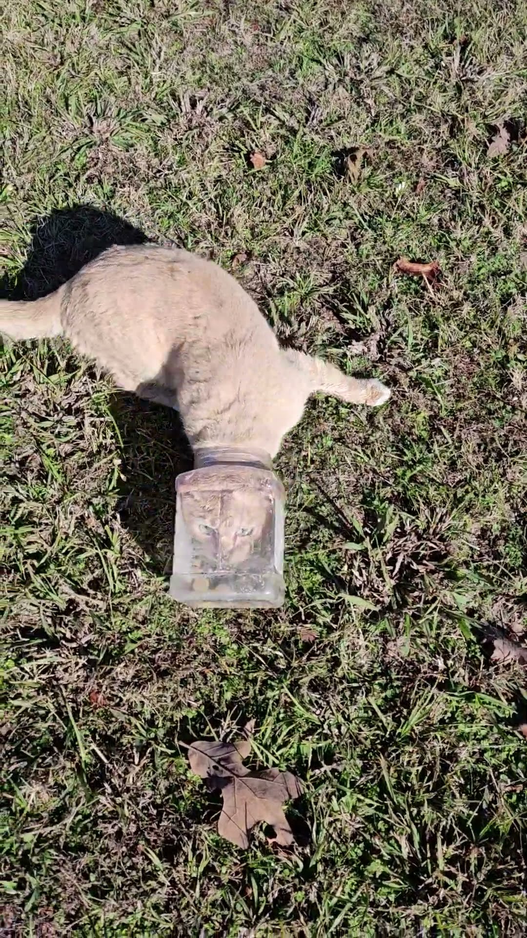 Helping Stray Cat With Its Head Stuck in a Treat Jar || ViralHog