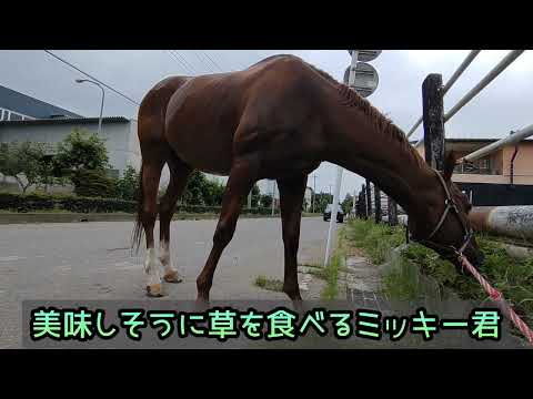 人を見つけると近づいて来て…なでなでを要求してくる引退競走馬。愛くるしい馬の姿がコチラです。【ツルマルボーイ様のシモべ】