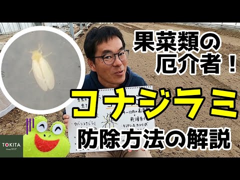 【害虫】トマト生産者さん必見！コナジラミの生態と対策【ブリーダー解説】