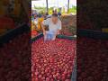 Amazing fruit processing work of rural farmers | Sweet Lychees harvest #lychee  #fruit