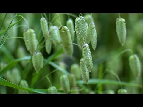 Βίντεο: Πληροφορίες Quaking Grass - How To Grow Rattlesnake Grass