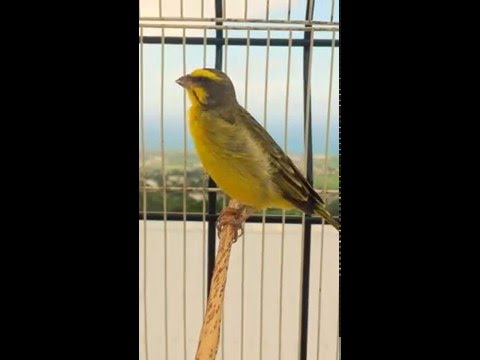 Serin pays authentique la Reunion