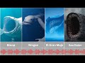 Sea Monsters Compilation With Audio