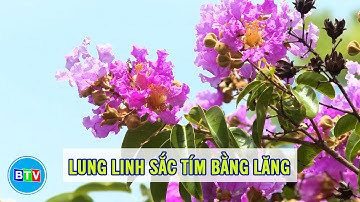 Bình Thuận mùa này: Lung linh sắc tím bằng lăng