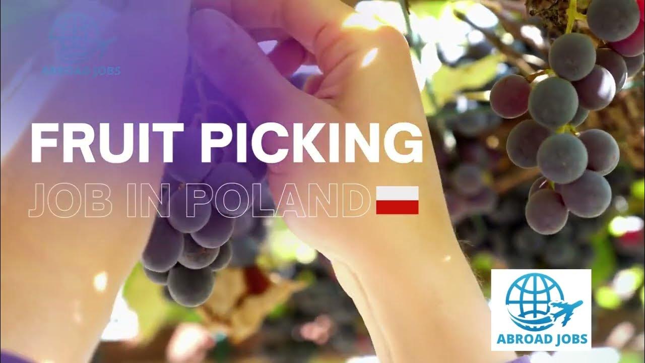 Poland Fruit Picking Jobs Europe Jobs Work Permit visa Abroad