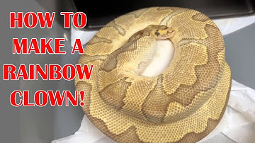 RAINBOW CLOWN BALL PYTHONS IN THE FUTURE?