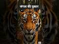 जंगल की अनोखी दुनिया - Wild Earth Lens (Channel Trailer)