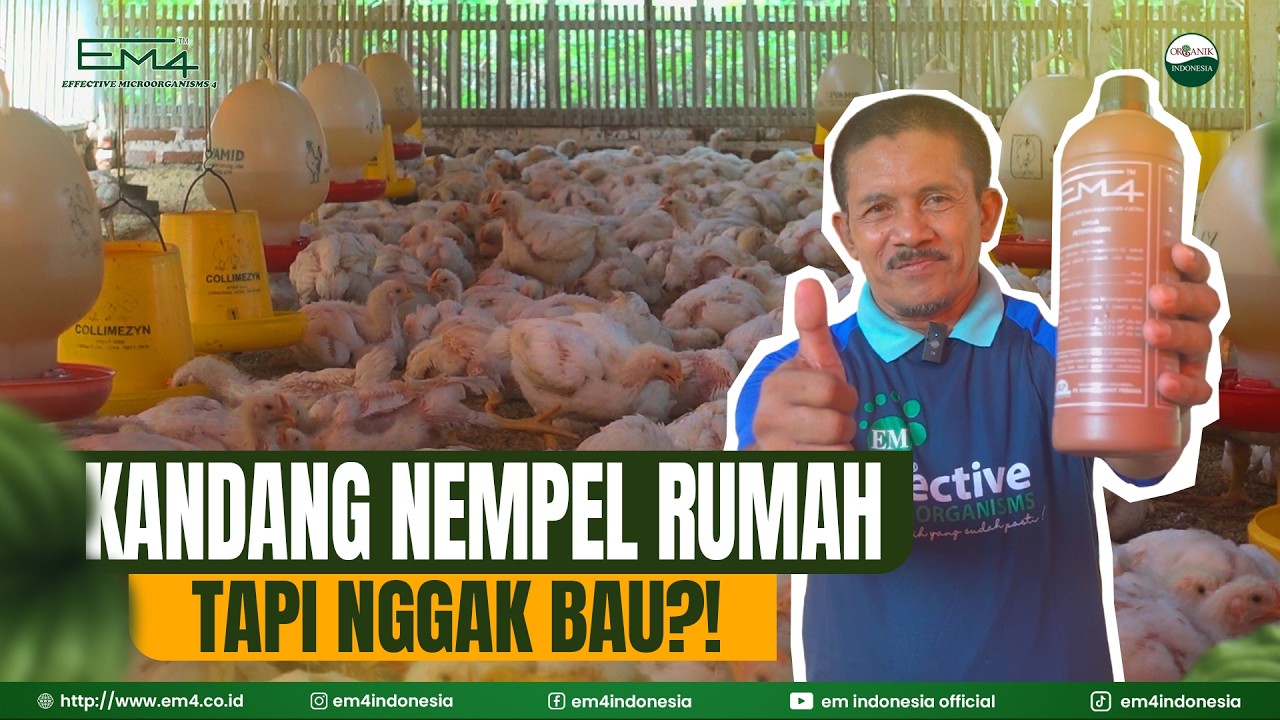 Kandang Ayam Nempel Rumah Warga, Tapi Nggak Bau?! Ini Buktinya…