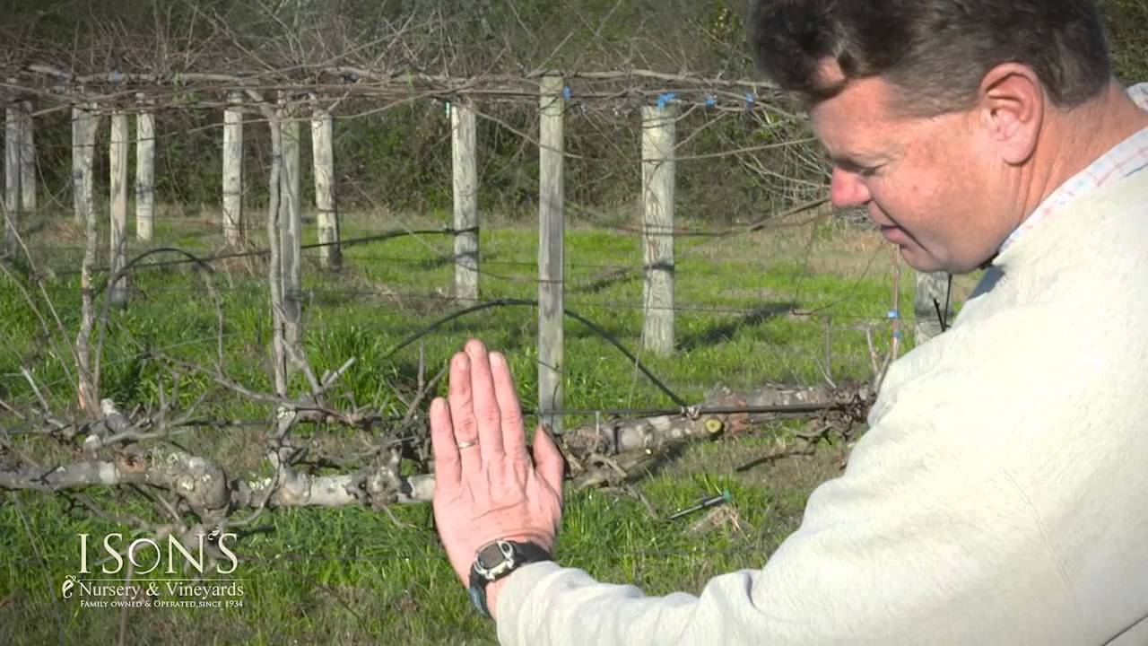 Ison's Nursery How to Thin Fruiting Spurs on a Muscadine Vine Instructional