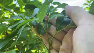 玉荷包-二段稍萌芽1110720