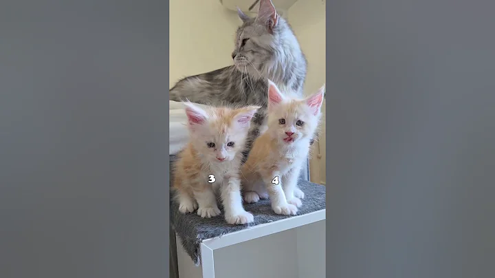 Video 9972841: maine coon kitten, mainecoon kitten, maine coon mom