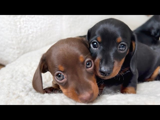 Dachshund puppies 5 weeks old. class=