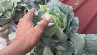 My plants on top of the house are growing well..!!