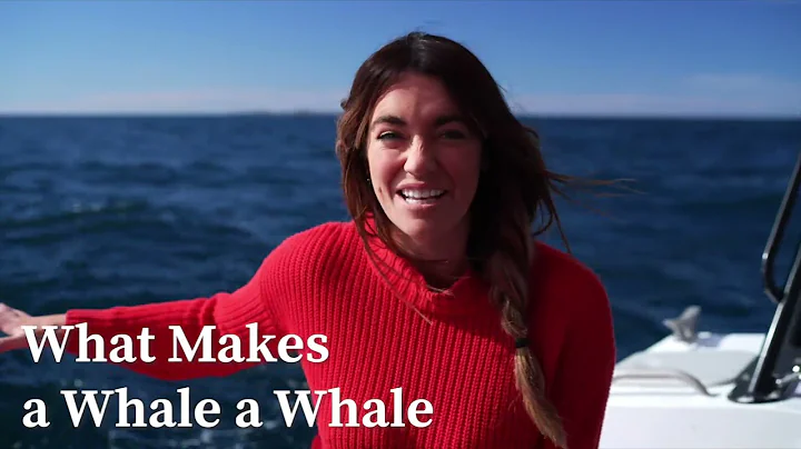 Become a Whale Guardian with Laura Wells