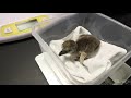 Humboldt Penguin Chicks