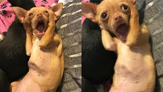 CATS AND DOGS REACTING IN THE MOST FUNNIEST WAYS - Ultimate Epic Funny And Cute Animals by Animal Pet Shop 167 views 3 years ago 10 minutes, 17 seconds