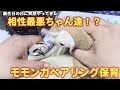 相性最悪!?取っ組み合いモモンガのペアリング保育