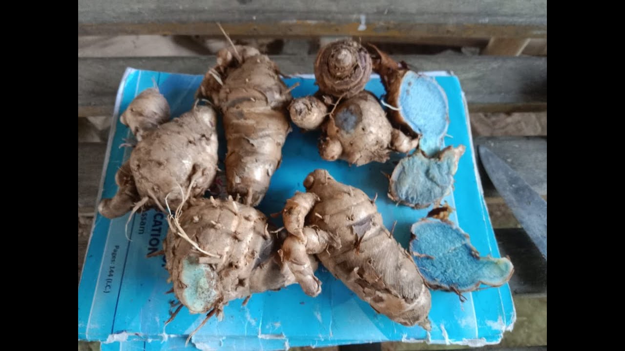 Indian Black Turmeric price of Blue Turmeric in India nikenterprise 