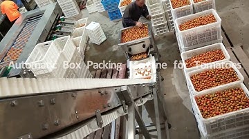 Automatic Box Packaging Machine For Tomatoes, Kenwei Intellectualized Machinery