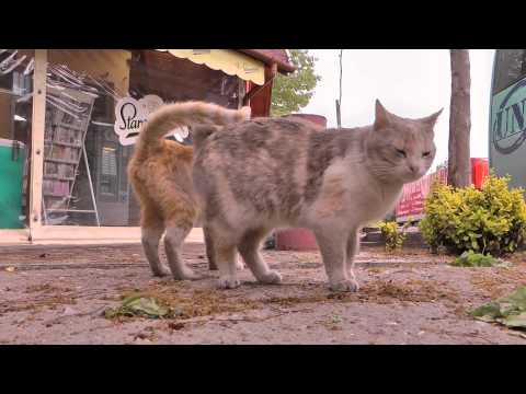 Видео: Как да изберем опитен развъдчик на котки