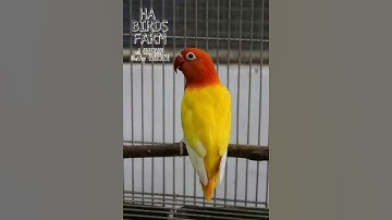 JAVA SPARROWS 5 BABIES