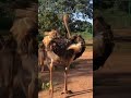 පැස්බරා නෝනා /ostrich girl #ostrich #zoo #srilanka #wildmachan