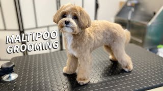 Maltipoo full Grooming