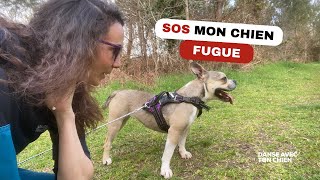 Sos  Mon Chien Fugue  Comprendre Pourquoi 