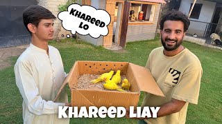 Sary Yellow Parrots Khareed Liay 