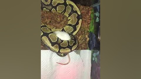 Python VS Rat (WARNING: LIVE FEEDING VIDEO!!) R.G. is back on rats again!!