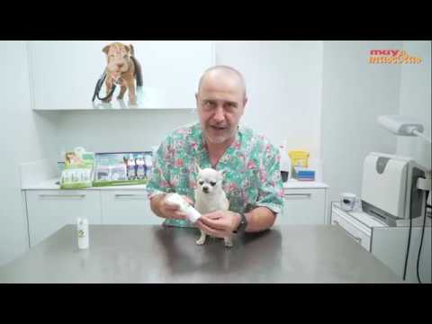 Video: Poner protector solar en perros