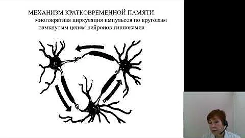 Нормальная физиология 1.Функциональная асимметрия мозга. Системные механизмы поведения
