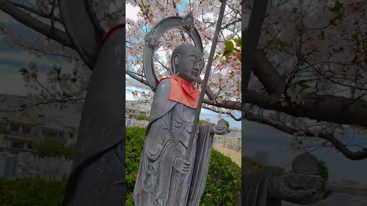 #さくら #桜 #花見