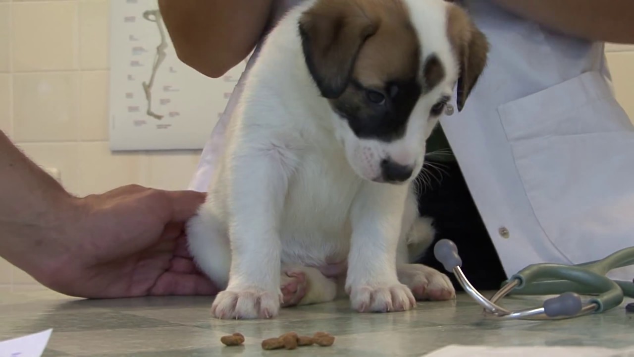 American Stafford Pups first visit to the vet YouTube