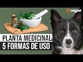 Neem pet  antipulga antifngico antiparasitrio e antibactericida natural