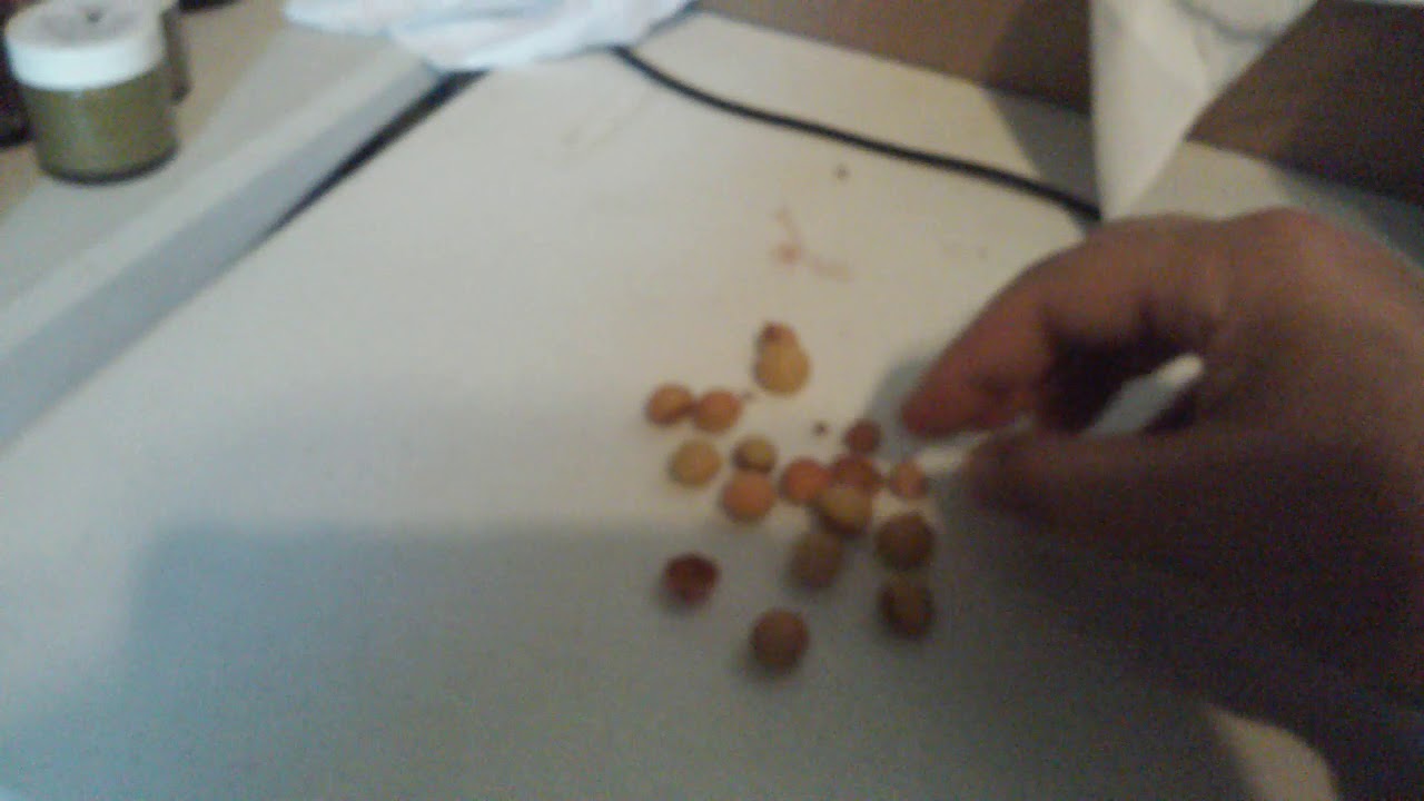 Desert Peach Bush Seeds