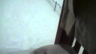 German Shepherd And Boston Terrier Crazy In The Snow